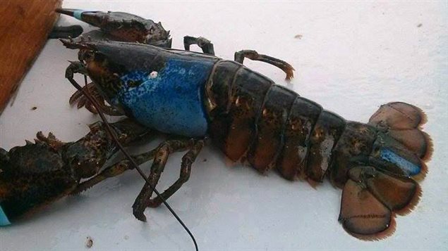Homard avec un manteau bleu, pêché dans les eaux du Parc national Forillon par Charles Element et son fils Marc-Antoine Homard avec un manteau bleu, pêché dans les eaux du Parc national Forillon par Charles Element et son fils Marc-Antoine