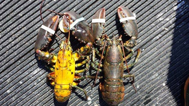 Le homard jaune, pêché par Guy Desbois sur la bateau Joey-Jolianne Le homard jaune, pêché par Guy Desbois sur la bateau Joey-Jolianne