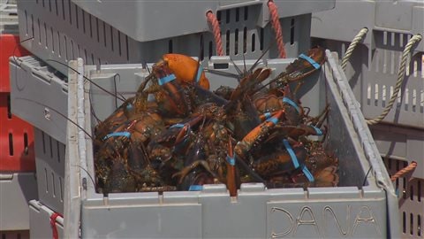 Sitôt débarqués, les homards sont placés dans des caisses, puis acheminés vers les viviers des différentes usines de l'archipel Sitôt débarqués, les homards sont placés dans des caisses, puis acheminés vers les viviers des différentes usines de l'archipel