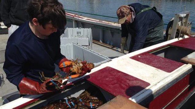 Premiers débarquements de homard aux Îles-de-la-Madeleine Premiers débarquements de homard aux Îles-de-la-Madeleine