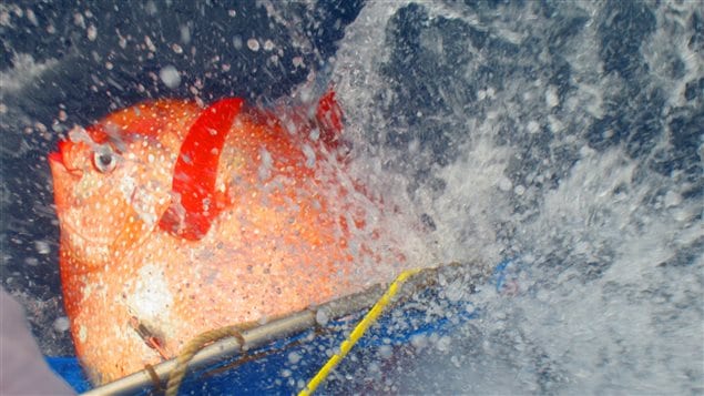 Un opah dans lequel les chercheurs ont placé des thermomètres électroniques est remis à l'eau au large de la Californie. Un opah dans lequel les chercheurs ont placé des thermomètres électroniques est remis à l'eau au large de la Californie.