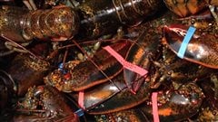 Du homard des Îles-de-la-Madeleine Du homard des Îles-de-la-Madeleine