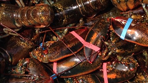 Du homard des Îles-de-la-Madeleine Du homard des Îles-de-la-Madeleine