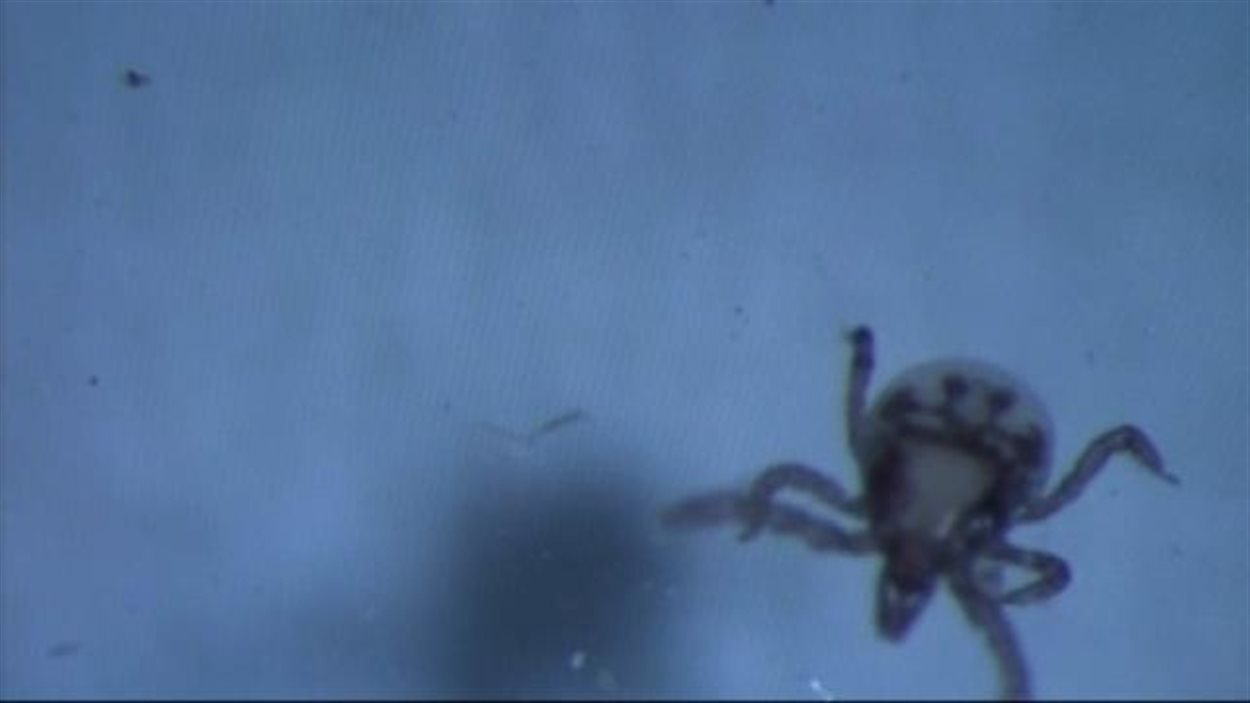 Sensibiliser à la maladie de Lyme | ICI.Radio-Canada.ca Sensibiliser à la maladie de Lyme | ICI.Radio-Canada.ca
