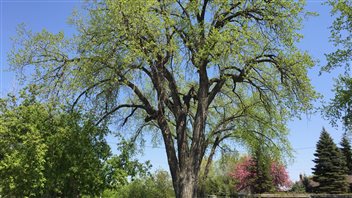 La Ville de Winnipeg croit que ce peuplier d'amérique situé dans le quartier Pointe Douglas est l'arbre le plus grand dans la capitale manitobaine. La Ville de Winnipeg croit que ce peuplier d'amérique situé dans le quartier Pointe Douglas est l'arbre le plus grand dans la capitale manitobaine.