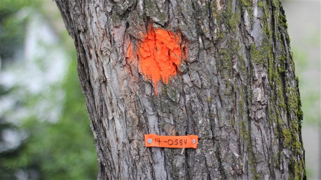 Un ormes à Winnipeg infecté par la maladie hollandaise de l'orme. Un ormes à Winnipeg infecté par la maladie hollandaise de l'orme.