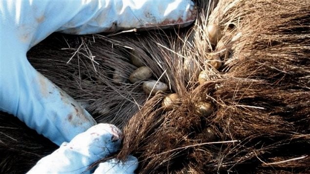 Un orignal infesté par des tiques Un orignal infesté par des tiques