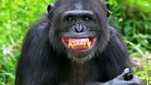 Les amours entre humains et singes sont choquantes, mais elles fascinent depuis la nuit des temps. Les amours entre humains et singes sont choquantes, mais elles fascinent depuis la nuit des temps.