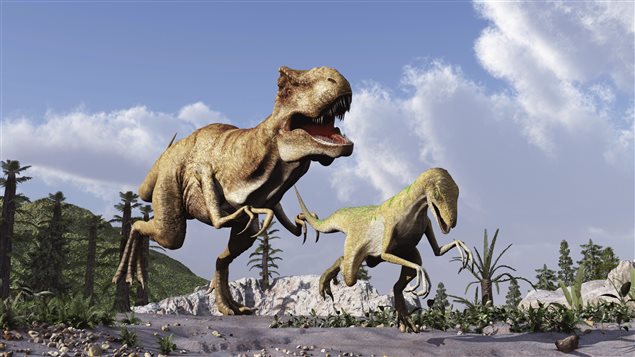 Un tyrannosaure chasse un vélociraptor. Un tyrannosaure chasse un vélociraptor.