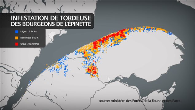 Les secteurs infestés par la tordeuse au Bas-Saint-Laurent et en Gaspésie. Les secteurs infestés par la tordeuse au Bas-Saint-Laurent et en Gaspésie.