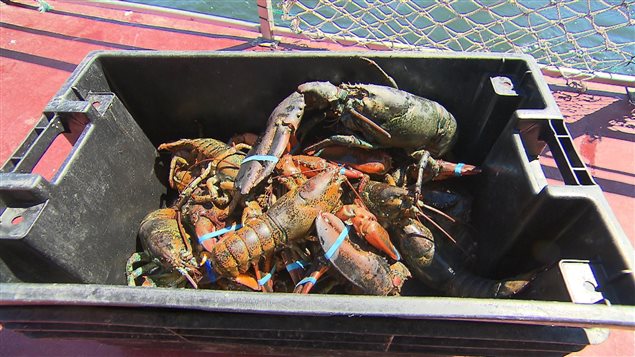Pêche au homard dans le secteur de Sept-Îles Pêche au homard dans le secteur de Sept-Îles