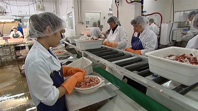 Des travailleurs étrangers dans une usine de poissons. Des travailleurs étrangers dans une usine de poissons.