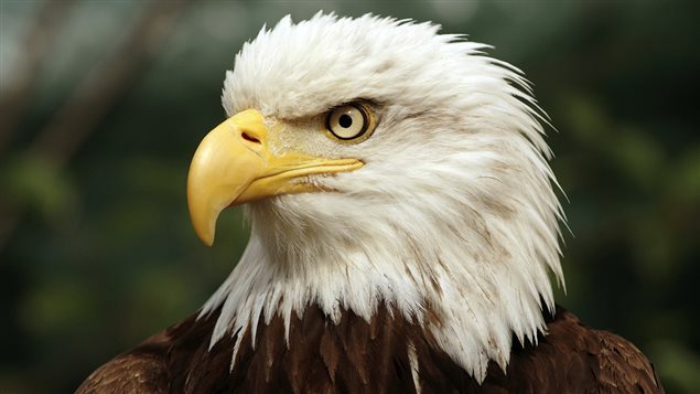 Le pygargue à tête blanche appelé communément l’aigle à tête blanche Le pygargue à tête blanche appelé communément l’aigle à tête blanche