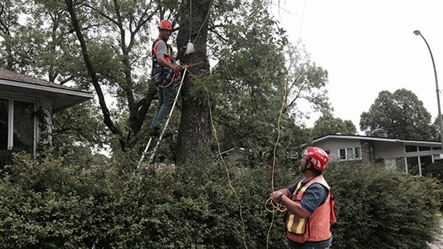 Des chercheurs inspectent les arbres touchés par l'agrile du frêne Des chercheurs inspectent les arbres touchés par l'agrile du frêne