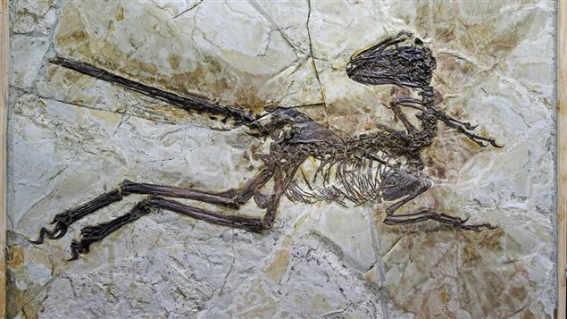 Un fossile de dinosaure ailé. Un fossile de dinosaure ailé.