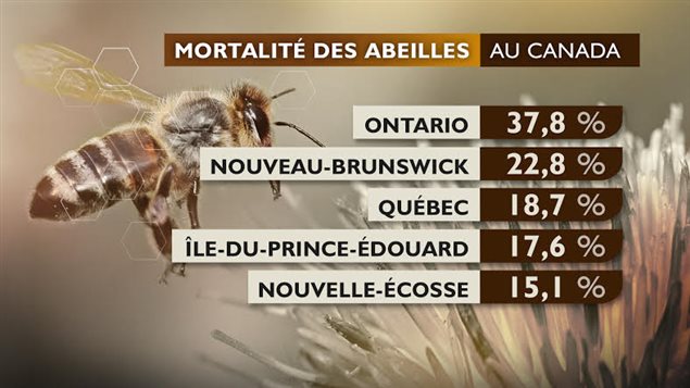 La mortalité des abeilles au Canada La mortalité des abeilles au Canada