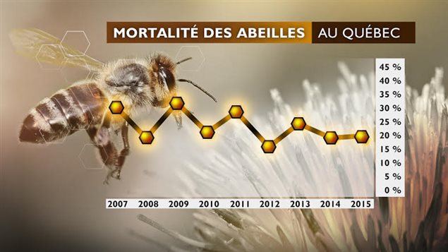 La mortalité des abeilles au Québec La mortalité des abeilles au Québec