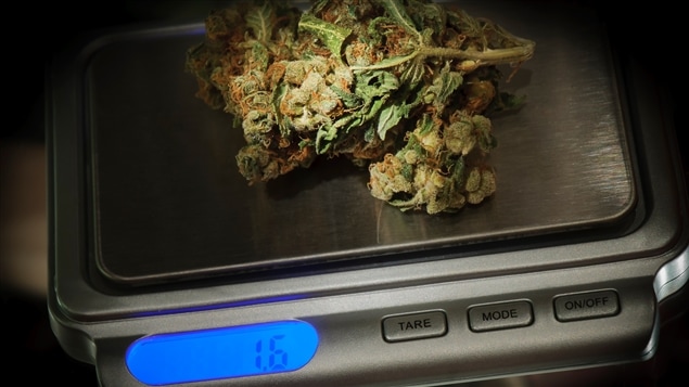 Des feuilles de marijuana sur une balance Des feuilles de marijuana sur une balance