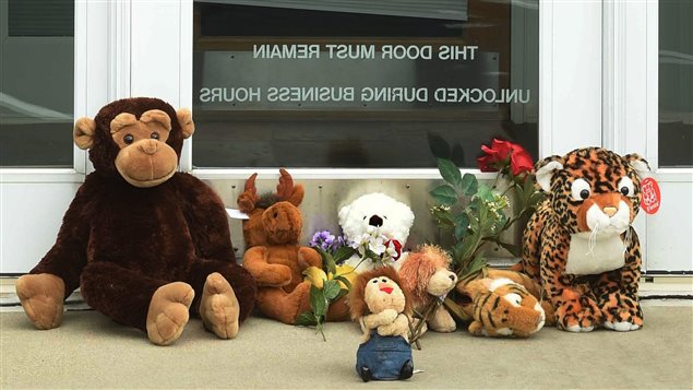 Des animaux en peluche ont été laissés devant la clinique du Dr Palmer au Minnesota. Des animaux en peluche ont été laissés devant la clinique du Dr Palmer au Minnesota.