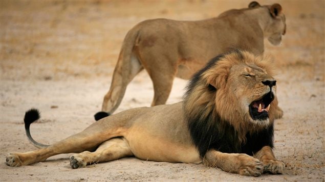 Le lion Cecil Le lion Cecil