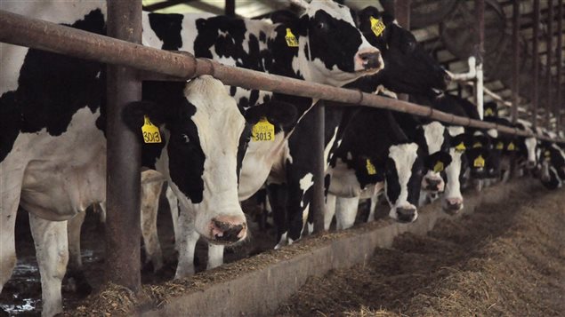 Des vaches laitières Des vaches laitières