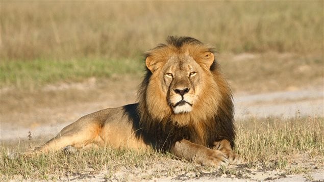 Cecil le lion Cecil le lion