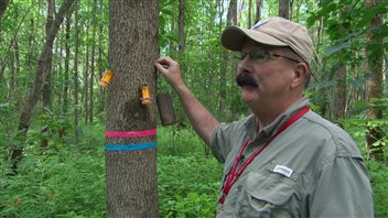 L'entomologiste Barry Lyons, du ministère des Richesses naturelles du Canada L'entomologiste Barry Lyons, du ministère des Richesses naturelles du Canada