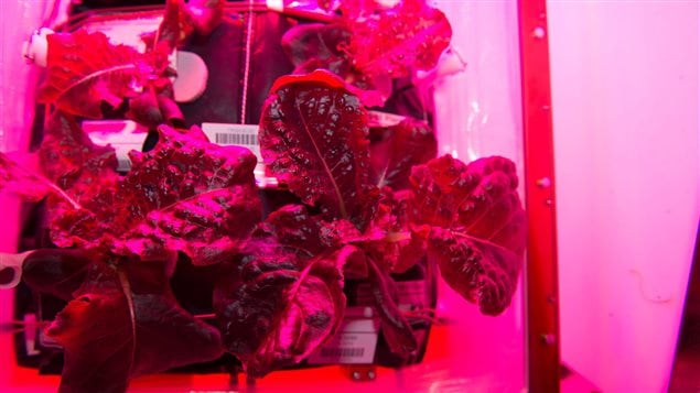Laitue romaine rouge cultivée dans la Station spatiale internationale Laitue romaine rouge cultivée dans la Station spatiale internationale