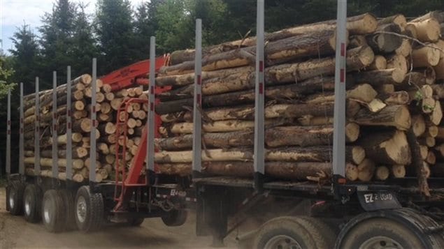Les camions transportent le bois à l'extérieur de la forêt Les camions transportent le bois à l'extérieur de la forêt
