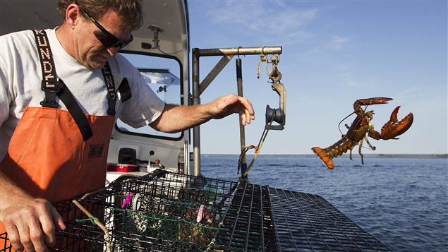 Un pêcheur de homards relâche une prise. Un pêcheur de homards relâche une prise.