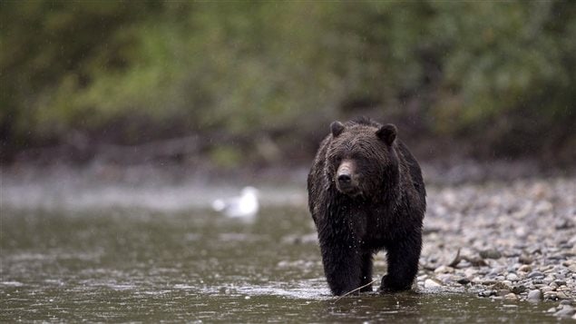 Un grizzly qui marche dans l'eau Un grizzly qui marche dans l'eau