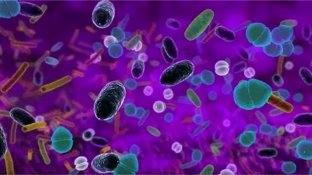 Microbiote Microbiote