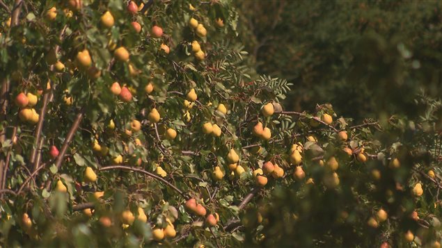 La saison des poires est bonne cette année