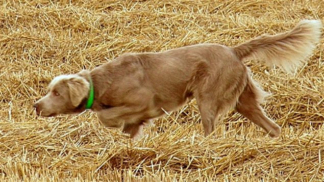 À la chasse à la bécasse avec un chien d'arrêt | ICI.Radio À la chasse à la bécasse avec un chien d'arrêt | ICI.Radio