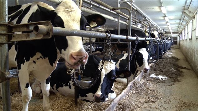 La ferme des Mille-Îles, l'une des deux dernières fermes laitières lavalloises. La ferme des Mille-Îles, l'une des deux dernières fermes laitières lavalloises.