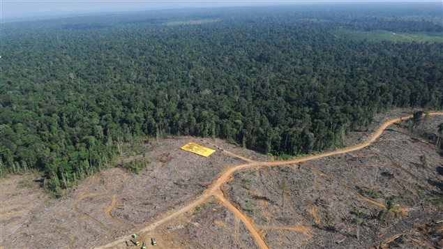 La biodiversité est en danger | Première PLUS | ICI Radio-Canada Première