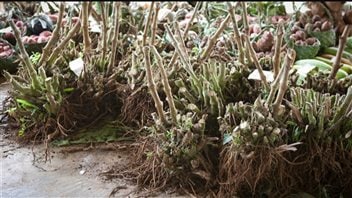 Des racines de kava en vente dans un marché. Des racines de kava en vente dans un marché.