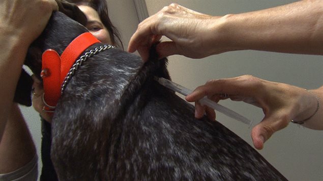 La pose d'une micropuce permet de facilement retrouver son animal. La pose d'une micropuce permet de facilement retrouver son animal.
