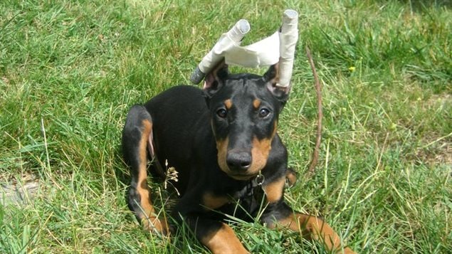 A Doberman pinscher puppy with its ears taped after cropping to train them to remain upright in the desired shape and carriage. A Doberman pinscher puppy with its ears taped after cropping to train them to remain upright in the desired shape and carriage.