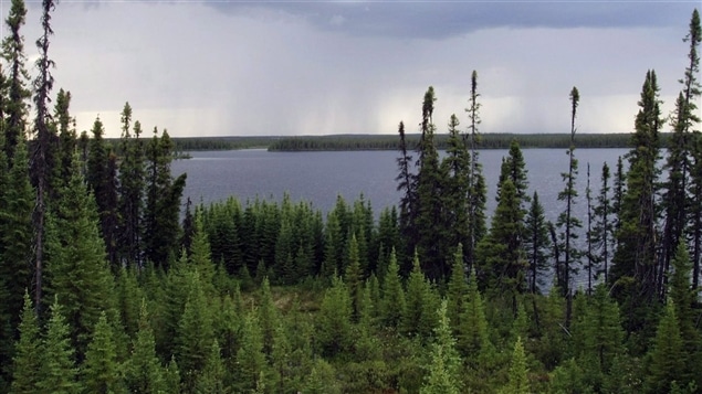 La forêt boréale au Québec La forêt boréale au Québec