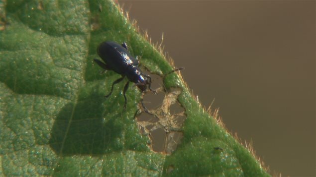 Un insecte mange une plante Un insecte mange une plante
