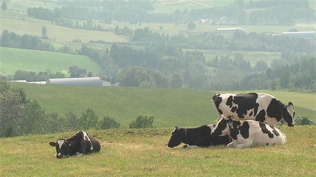 Des vaches laitières Des vaches laitières
