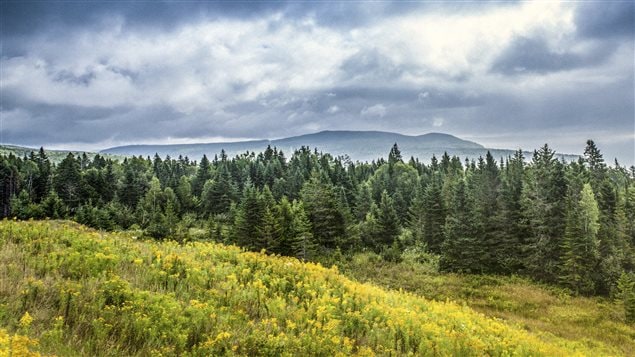 La forêt boréale La forêt boréale