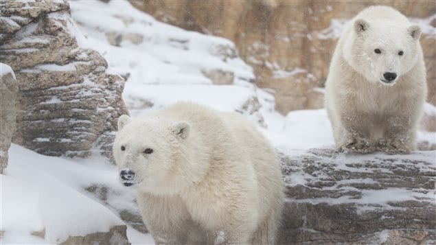 Les deux jeunes ours polaires au zoo de Winnipeg Les deux jeunes ours polaires au zoo de Winnipeg