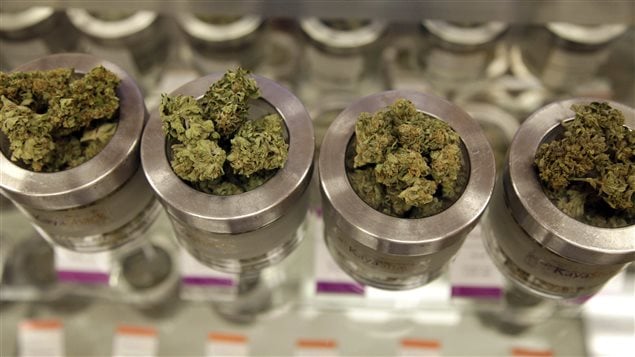 De la marijuana dans un comptoir de vente De la marijuana dans un comptoir de vente