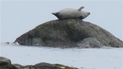 Un phoque gris se chauffe au soleil
