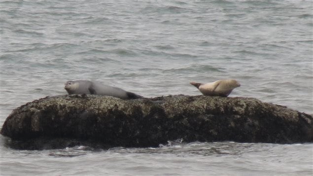 Deux phoques gris dans le Saint-Laurent
