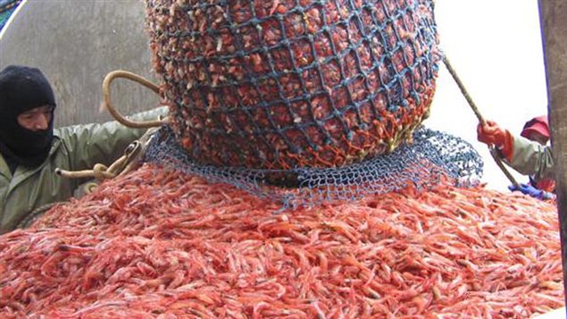 Pêche à la crevette Pêche à la crevette