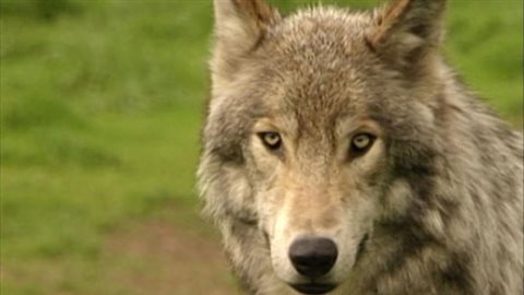 Un loup. Un loup.