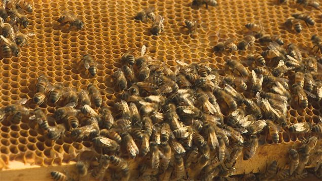 Des abeilles Des abeilles